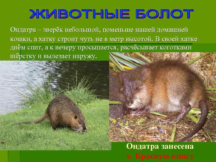 Ондатра – зверёк небольшой, поменьше нашей домашней кошки, а хатку строит чуть не в