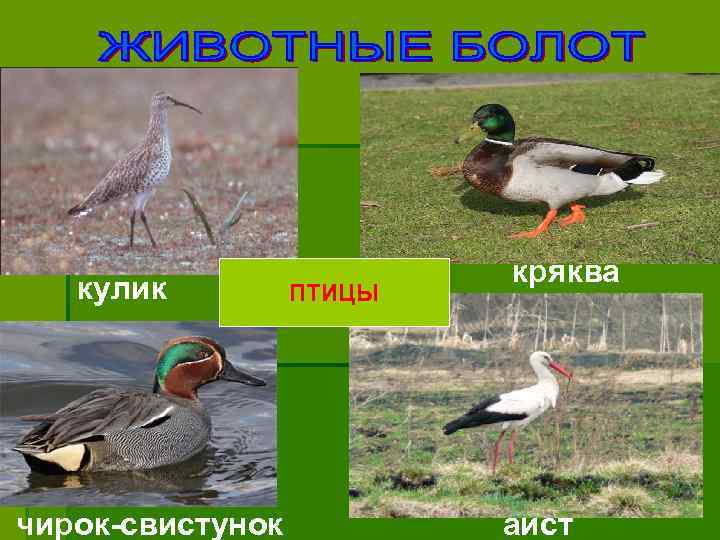 кулик чирок-свистунок ПТИЦЫ кряква аист 