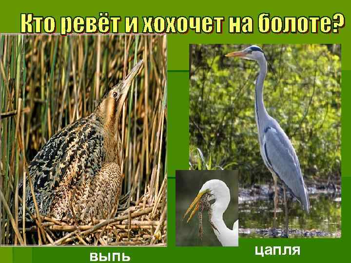 выпь цапля 