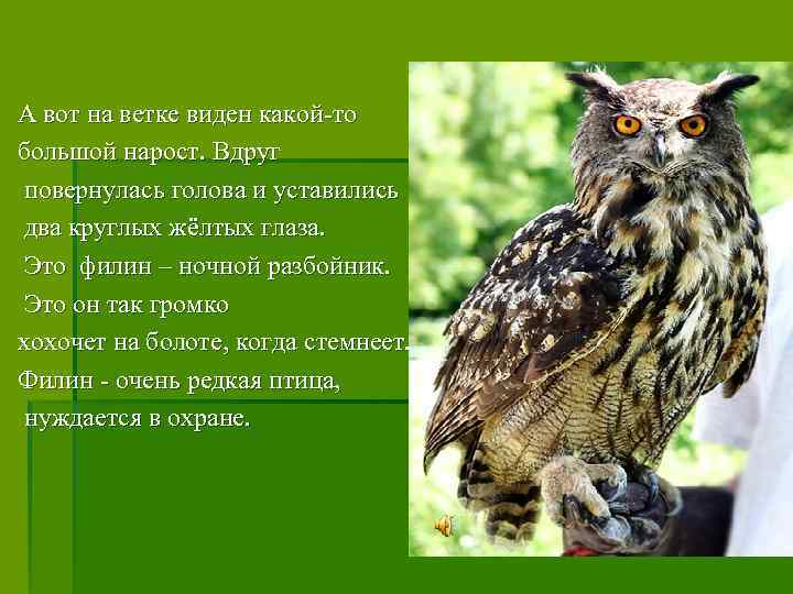 А вот на ветке виден какой-то большой нарост. Вдруг повернулась голова и уставились два