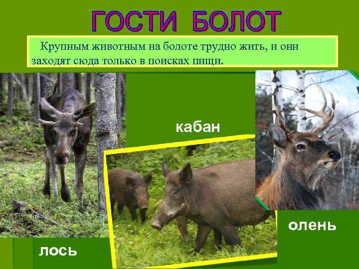 Крупным животным на болоте трудно жить, и они заходят сюда только в поисках пищи.