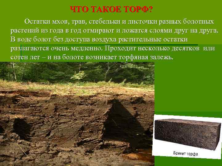 ЧТО ТАКОЕ ТОРФ? Остатки мхов, трав, стебельки и листочки разных болотных растений из года
