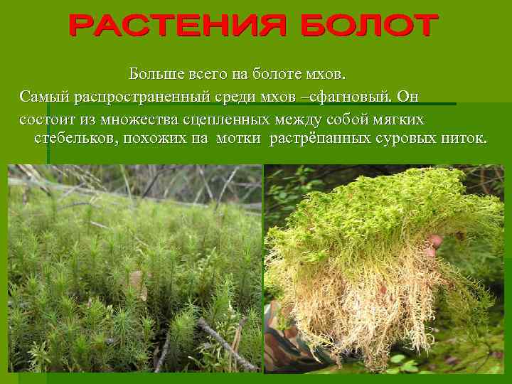 Больше всего на болоте мхов. Самый распространенный среди мхов –сфагновый. Он состоит из множества