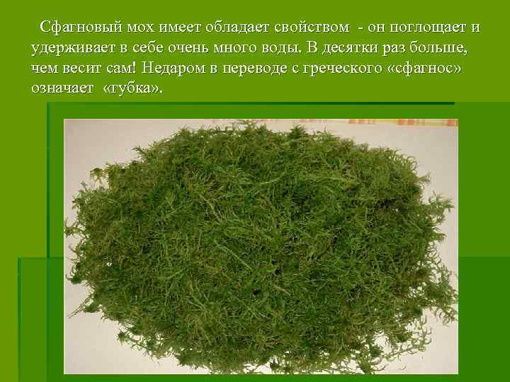 Сфагновый мох имеет обладает свойством - он поглощает и удерживает в себе очень много