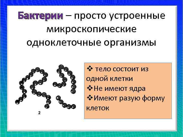 Бактерии – просто устроенные Бактерии микроскопические одноклеточные организмы v тело состоит из одной клетки