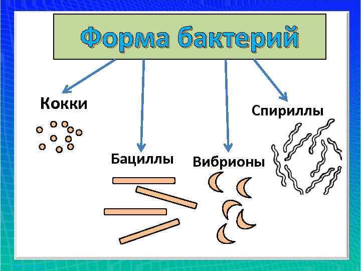 Форма бактерий Кокки Спириллы Бациллы Вибрионы 