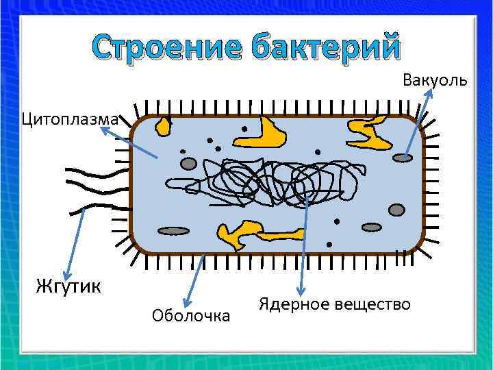 Строение бактерий Вакуоль Цитоплазма Жгутик Оболочка Ядерное вещество 