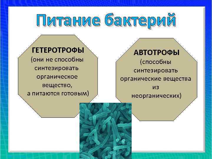 Питание бактерий ГЕТЕРОТРОФЫ (они не способны синтезировать органическое вещество, а питаются готовым) АВТОТРОФЫ (способны