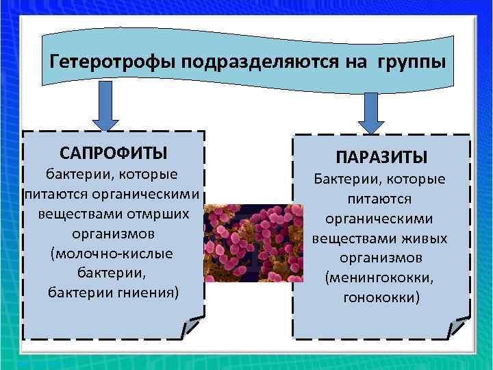 Гетеротрофы подразделяются на группы САПРОФИТЫ бактерии, которые питаются органическими веществами отмрших организмов (молочно-кислые бактерии,