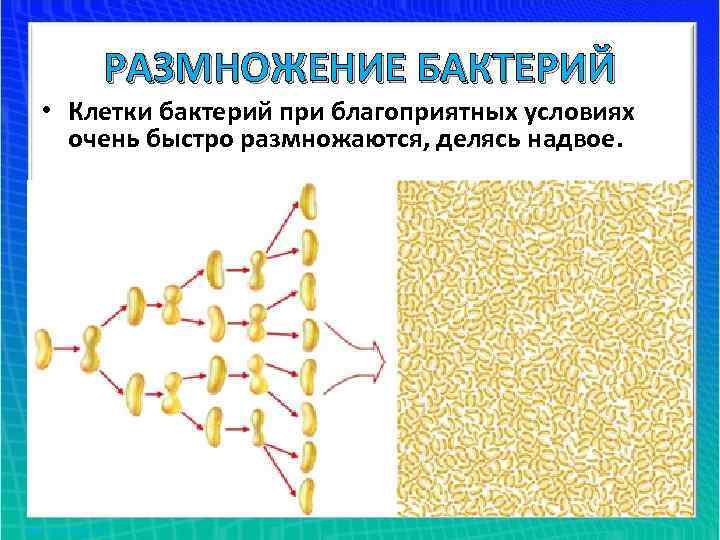 РАЗМНОЖЕНИЕ БАКТЕРИЙ • Клетки бактерий при благоприятных условиях очень быстро размножаются, делясь надвое. 