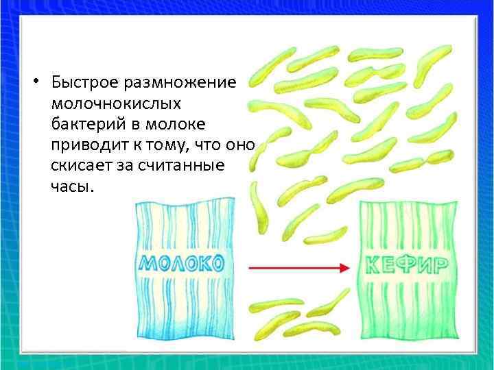  • Быстрое размножение молочнокислых бактерий в молоке приводит к тому, что оно скисает