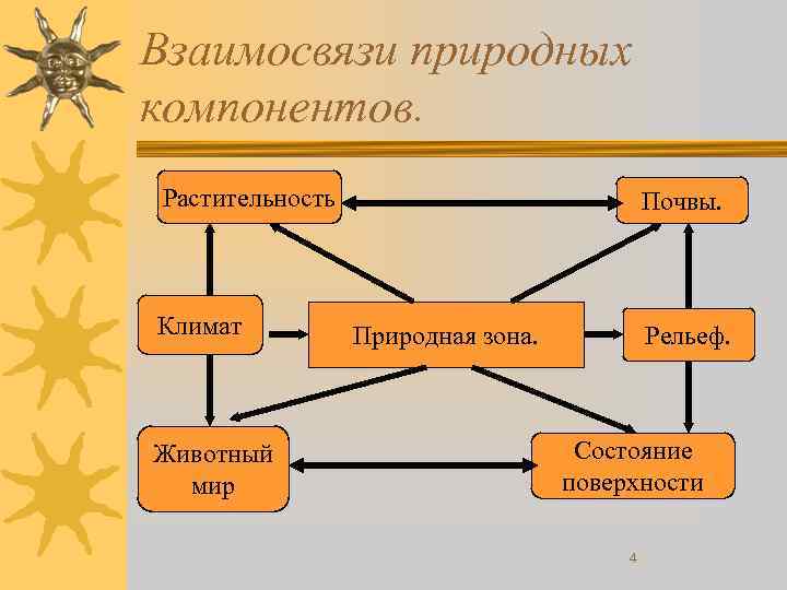 Взаимосвязи природных компонентов. Растительность Климат Животный мир Почвы. Рельеф. Природная зона. Состояние поверхности 4