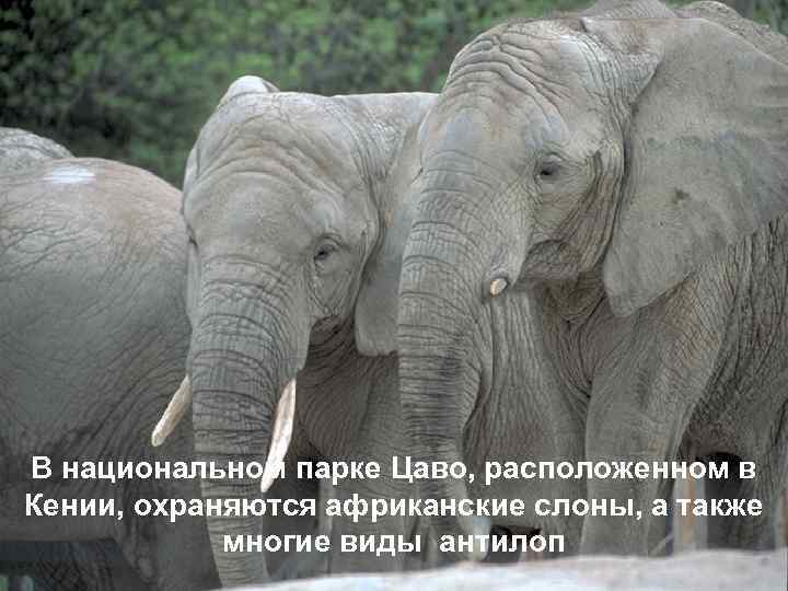 В национальном парке Цаво, расположенном в Кении, охраняются африканские слоны, а также многие виды