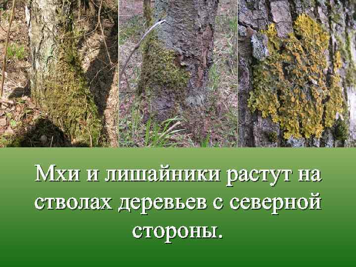 Мхи и лишайники растут на стволах деревьев с северной стороны. 