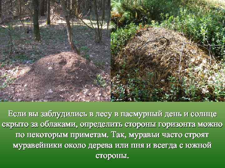 Если вы заблудились в лесу в пасмурный день и солнце скрыто за облаками, определить