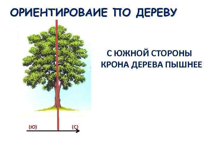 ОРИЕНТИРОВАИЕ ПО ДЕРЕВУ С ЮЖНОЙ СТОРОНЫ КРОНА ДЕРЕВА ПЫШНЕЕ (Ю) (С) 