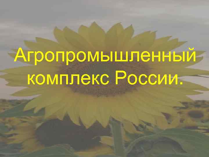 Агропромышленный комплекс России. 
