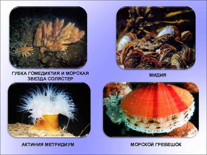 ГУБКА ГОМЕДИКТИЯ И МОРСКАЯ ЗВЕЗДА СОЛЯСТЕР АКТИНИЯ МЕТРИДИУМ МИДИЯ МОРСКОЙ ГРЕБЕШОК 