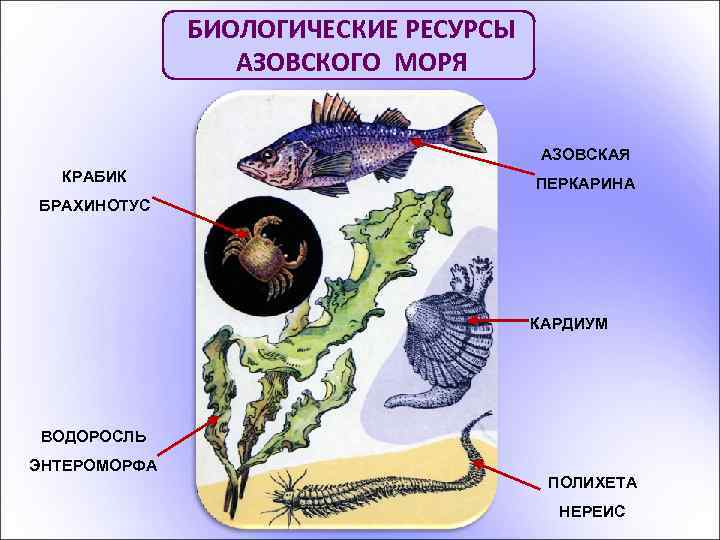  БИОЛОГИЧЕСКИЕ РЕСУРСЫ АЗОВСКОГО МОРЯ АЗОВСКАЯ КРАБИК ПЕРКАРИНА БРАХИНОТУС КАРДИУМ ВОДОРОСЛЬ ЭНТЕРОМОРФА ПОЛИХЕТА НЕРЕИС