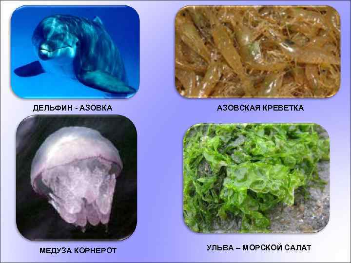 ДЕЛЬФИН - АЗОВКА МЕДУЗА КОРНЕРОТ АЗОВСКАЯ КРЕВЕТКА УЛЬВА – МОРСКОЙ САЛАТ 