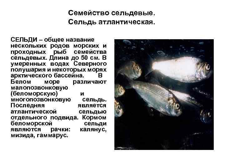 Семейство сельдевые. Сельдь атлантическая. СЕЛЬДИ – общее название нескольких родов морских и проходных рыб