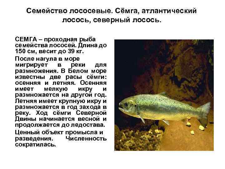 Семейство лососевые. Сёмга, атлантический лосось, северный лосось. СЕМГА – проходная рыба семейства лососей. Длина