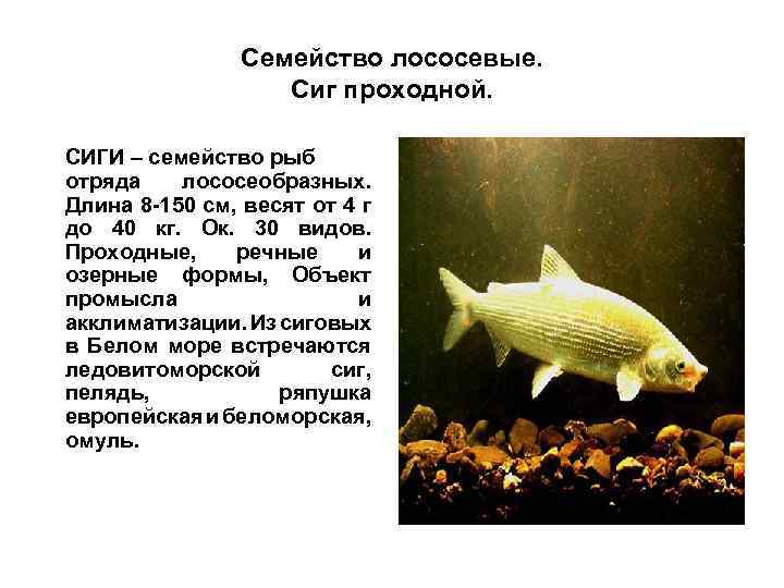 Семейство лососевые. Сиг проходной. СИГИ – семейство рыб отряда лососеобразных. Длина 8 -150 см,