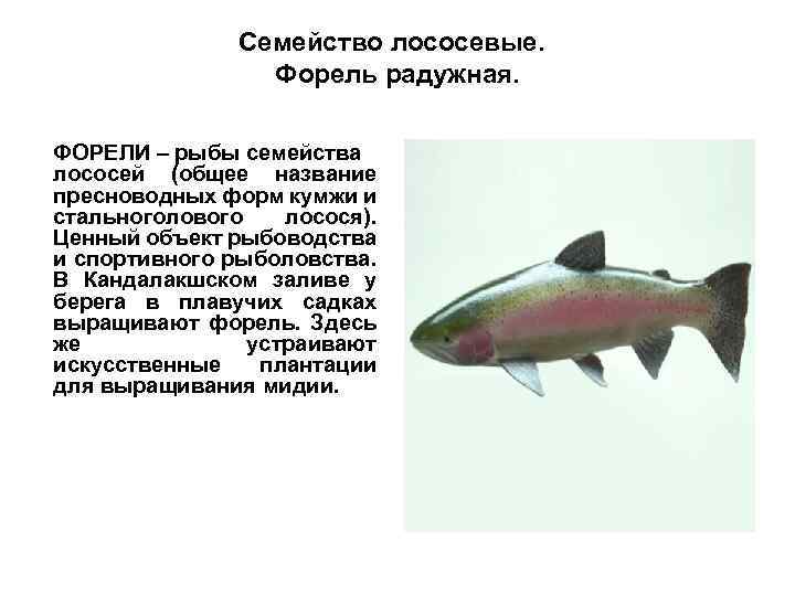 Семейство лососевые. Форель радужная. ФОРЕЛИ – рыбы семейства лососей (общее название пресноводных форм кумжи