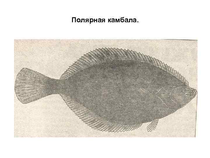 Полярная камбала. 
