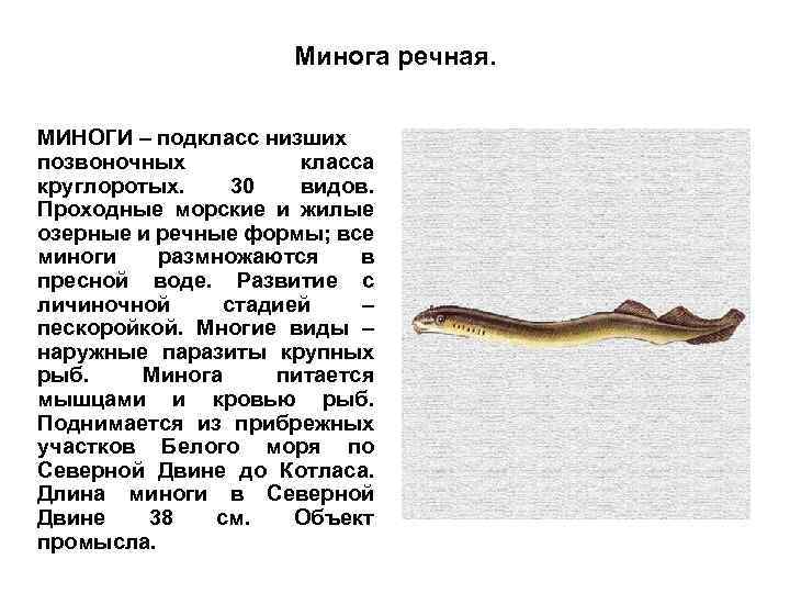 Минога речная. МИНОГИ – подкласс низших позвоночных класса круглоротых. 30 видов. Проходные морские и