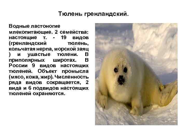 Тюлень гренландский. Водные ластоногие млекопитающие. 2 семейства: настоящие т. - 19 видов (гренландский тюлень,