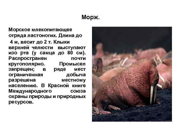 Морж. Морское млекопитающее отряда ластоногих. Длина до 4 м, весит до 2 т. Клыки