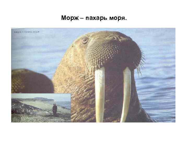 Морж – пахарь моря. 