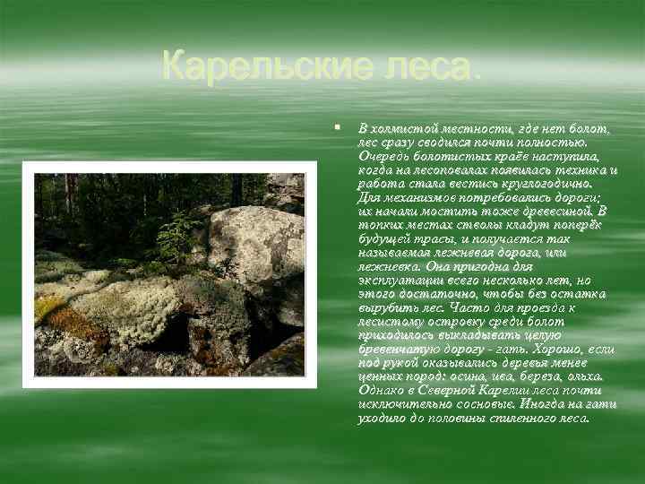 Карельские леса. § В холмистой местности, где нет болот, лес сразу сводился почти полностью.