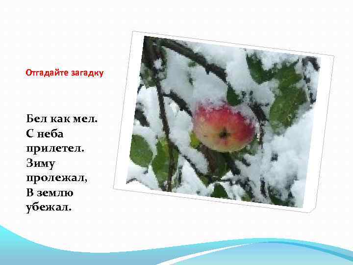 Отгадайте загадку Бел как мел. С неба прилетел. Зиму пролежал, В землю убежал. 