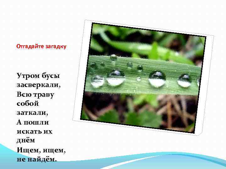 Отгадайте загадку Утром бусы засверкали, Всю траву собой заткали, А пошли искать их днём