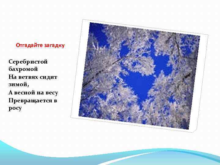 Отгадайте загадку Серебристой бахромой На ветвях сидит зимой, А весной на весу Превращается в