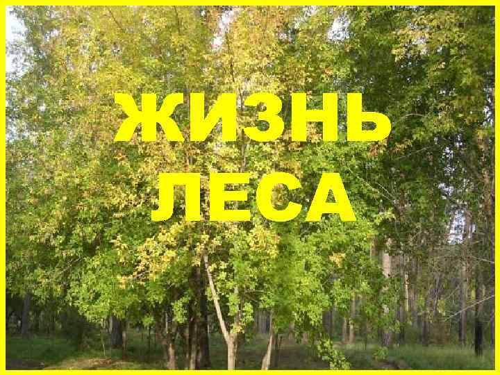ЖИЗНЬ ЛЕСА 