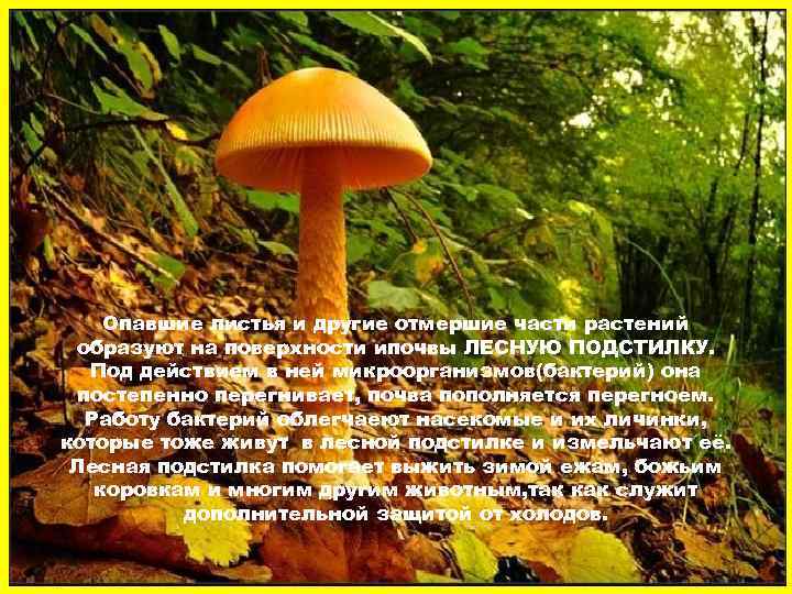 Опавшие листья и другие отмершие части растений образуют на поверхности ипочвы ЛЕСНУЮ ПОДСТИЛКУ. Под