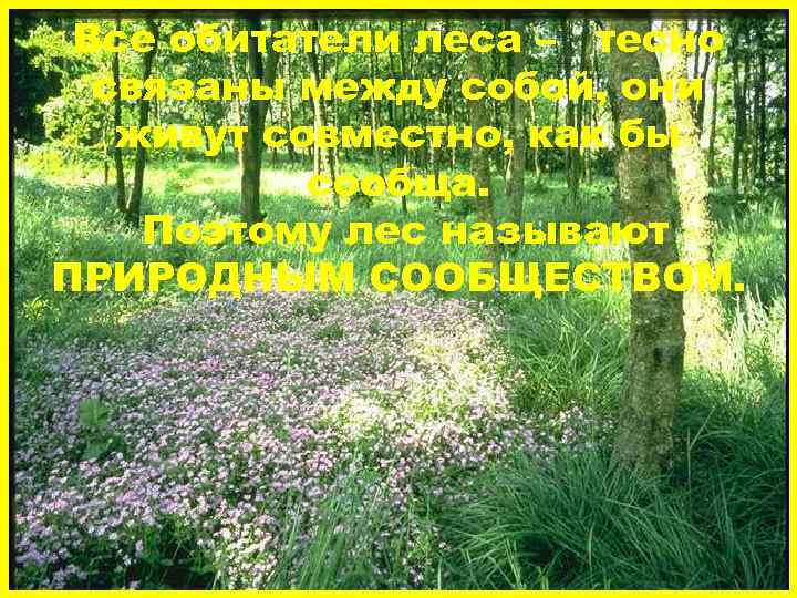 Все обитатели леса – тесно связаны между собой, они живут совместно, как бы сообща.