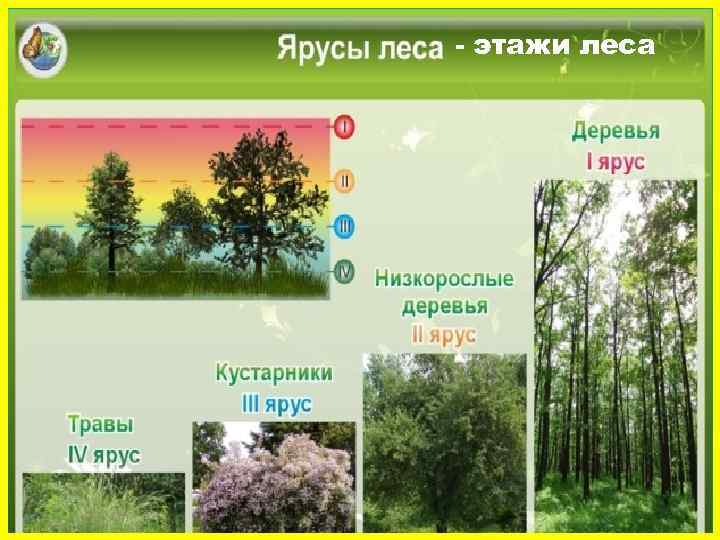 - этажи леса 
