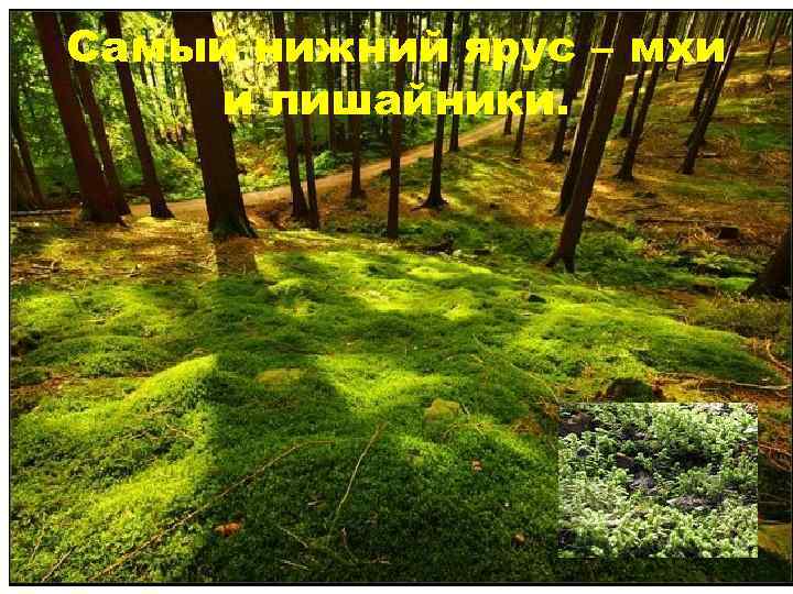 Самый нижний ярус – мхи и лишайники. 