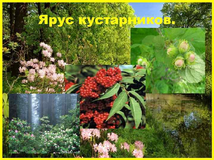 Ярус кустарников. 