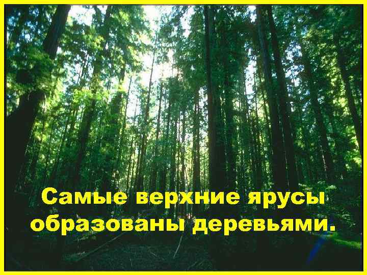 Самые верхние ярусы образованы деревьями. 