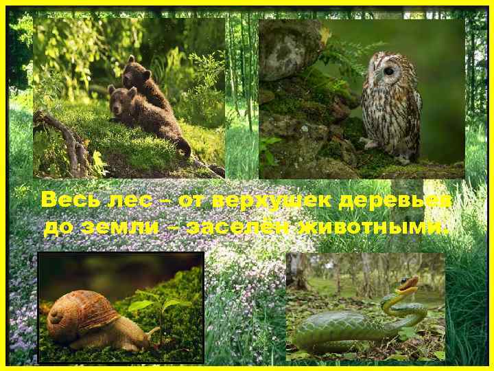 Весь лес – от верхушек деревьев до земли – заселён животными. 