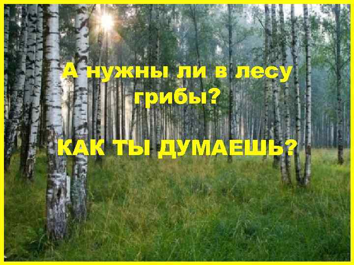 А нужны ли в лесу грибы? КАК ТЫ ДУМАЕШЬ? 