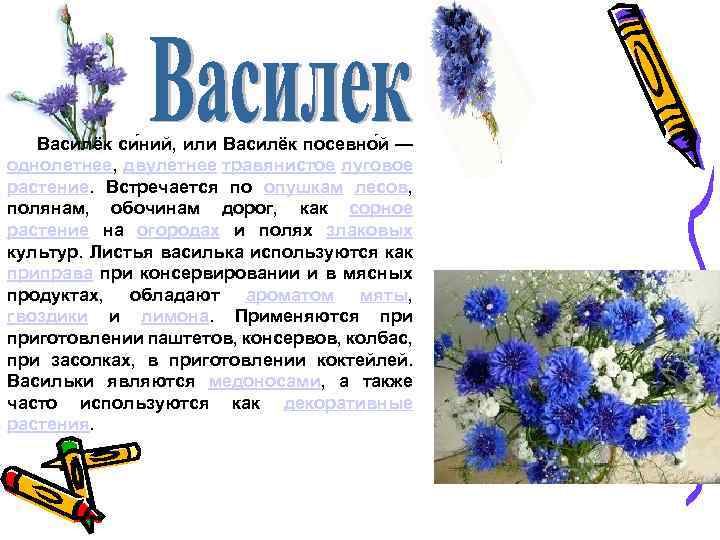  Василёк си ний, или Василёк посевно й — однолетнее, двулетнее травянистое луговое растение.