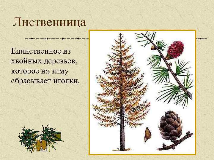 Лиственница Единственное из хвойных деревьев, которое на зиму сбрасывает иголки. 