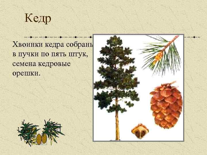 Кедр Хвоинки кедра собраны в пучки по пять штук, семена кедровые орешки. 