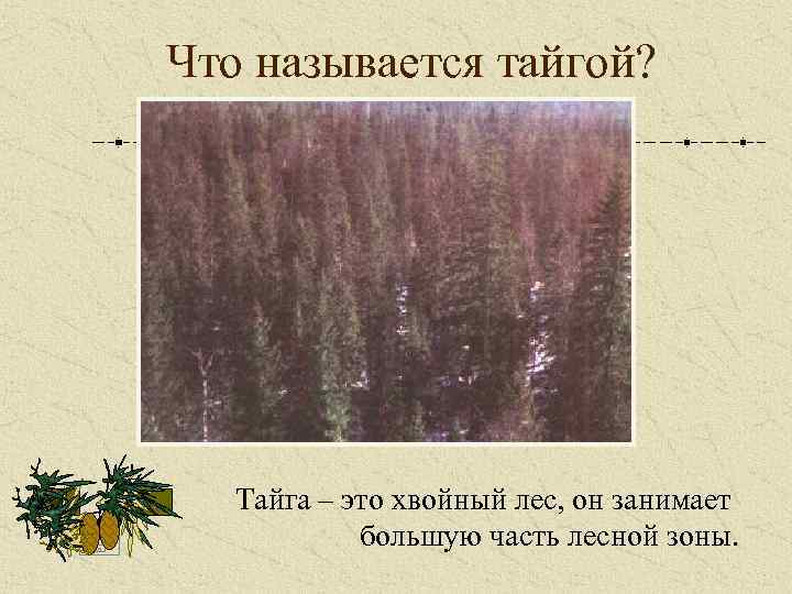 Что называется тайгой? Тайга – это хвойный лес, он занимает большую часть лесной зоны.